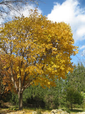 Norway Maple