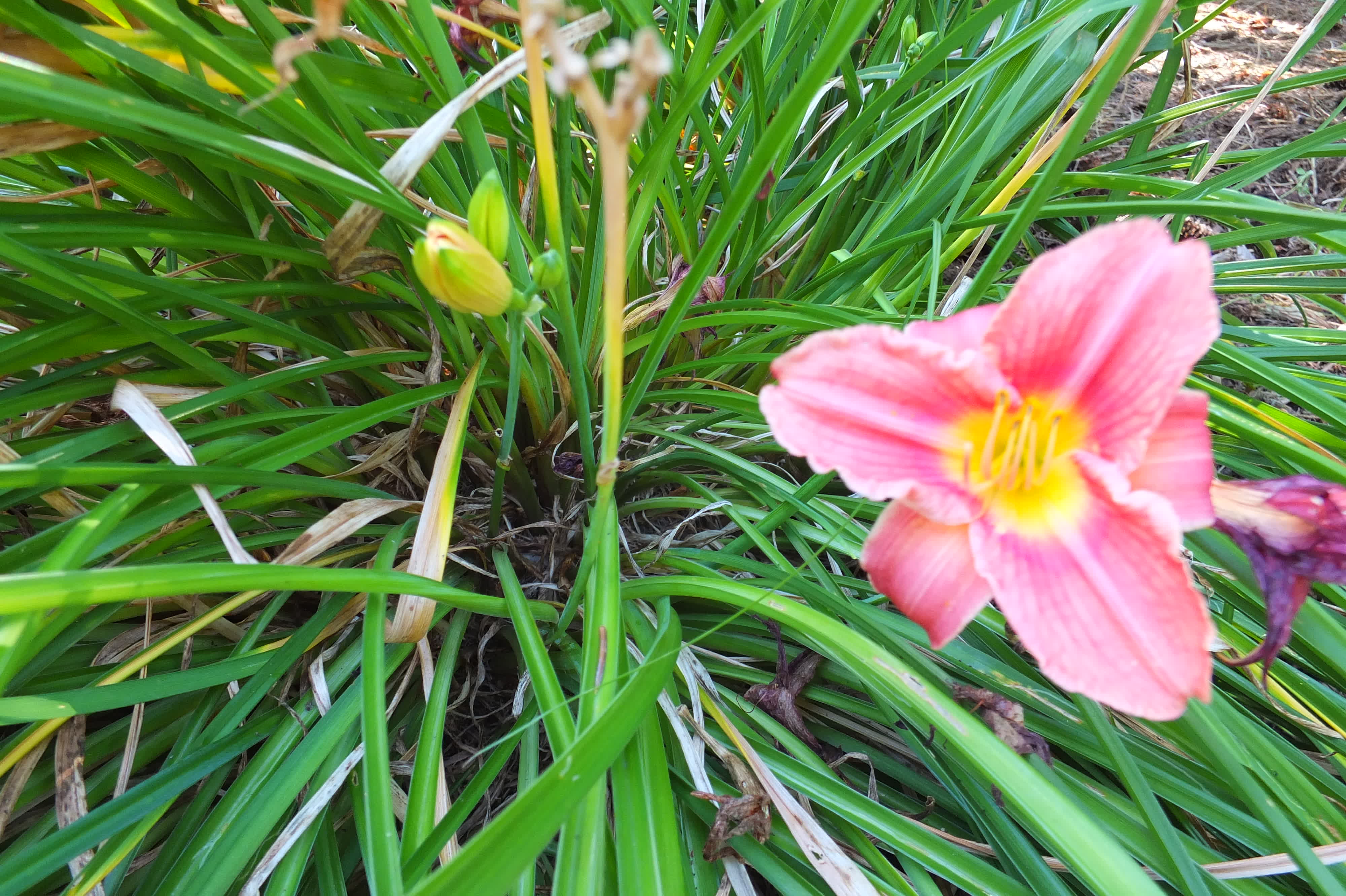 Daylily
