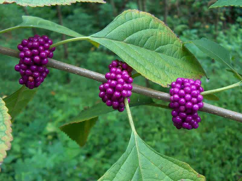 Beautyberry